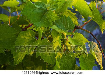Stock Photograph - Grapes leaves from a Frontenac Gris grapevine; Shefford, Quebec, Canada. Fotosearch
