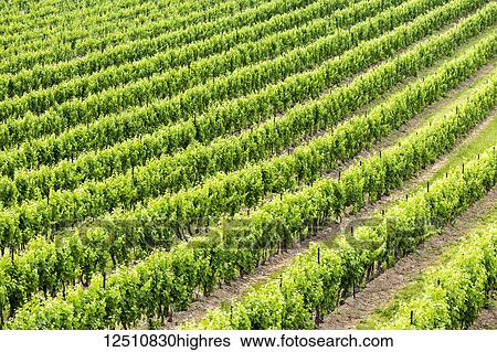 Stock Photograph - Graphic lines of the rows of green grape vines in a vineyard; Vineland, Ontario, Canada. Fotosearch