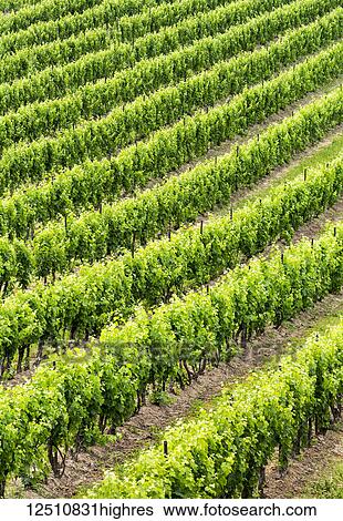 Stock Photograph - Graphic lines of the rows of green grape vines in a vineyard; Vineland, Ontario, Canada. Fotosearch