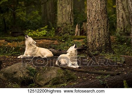 Gray wolves (canis lupus) in the white phase; Washington, United States of America View Large Photo Image Stock Photograph - Gray wolves (canis lupus) in the white phase; Washington, United States of America. Fotosearch