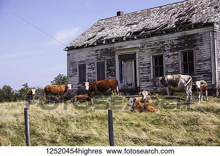 Stock Photograph - Grazing cows in front of an abandoned house; Whale Cove, Nova Scotia, Canada. Fotosearch