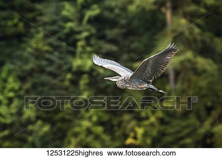 Great Blue Heron (Ardea herodias) in flight, Great Bear Rainforest; Hartley Bay, British Columbia, Canada View Large Photo Image Stock Photograph - Great Blue Heron (Ardea herodias) in flight, Great Bear Rainforest; Hartley Bay, British Columbia, Canada. Fotosearch