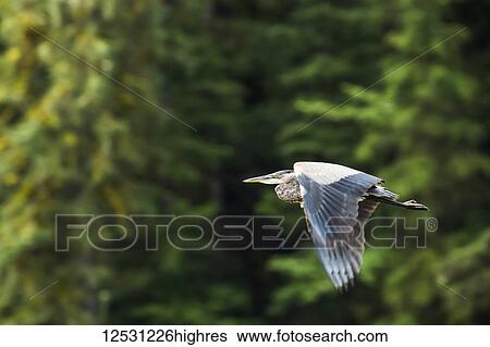 Stock Photograph - Great Blue Heron (Ardea herodias) in flight, Great Bear Rainforest; Hartley Bay, British Columbia, Canada. Fotosearch