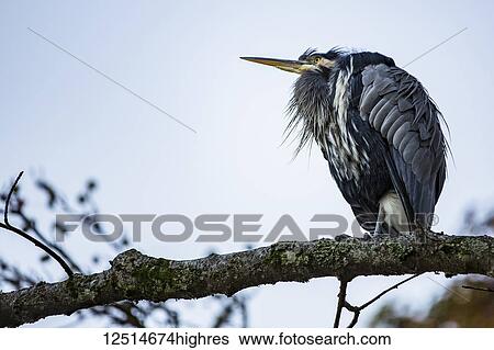 Stock Photograph - Great Blue Heron (Ardea herodias) perched in a tree in Stanley Park; Vancouver, British Columbia, Canada. Fotosearch