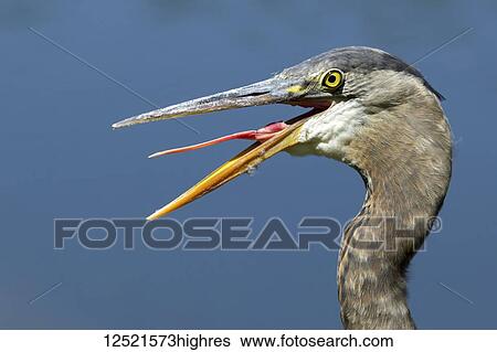 Great Blue Heron (Ardea herodias) sticks out tongue; Ashland, Oregon, United States of America View Large Photo Image Stock Photograph - Great Blue Heron (Ardea herodias) sticks out tongue; Ashland, Oregon, United States of America. Fotosearch