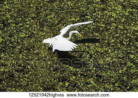 Stock Photograph - Great egret (Ardae alba) landing on a swamp, Sarasota County; Florida, United States of America. Fotosearch