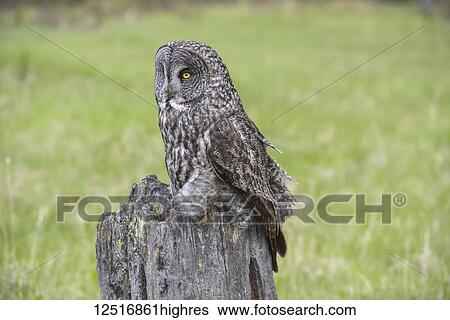 Stock Photograph - Great Grey Owl (Strix nebulosa) on a tree stump; Alberta, Canada. Fotosearch