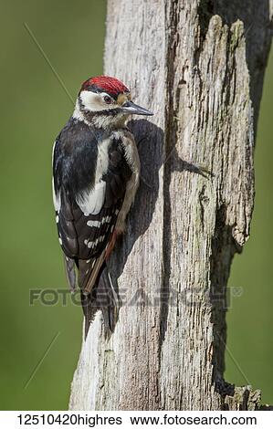 Great Spotted Woodpecker (Dendrocopos major) perched on a dead tree trunk; Dumfries and Galloway, Scotland View Large Photo Image Stock Photograph - Great Spotted Woodpecker (Dendrocopos major) perched on a dead tree trunk; Dumfries and Galloway, Scotland. Fotosearch