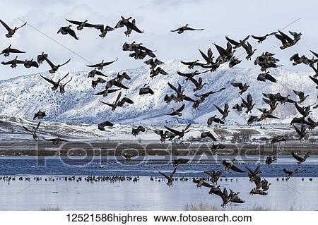 Stock Photograph - Greater White-fronted Geese (Anser albifrons) taking off, Klamath Basin National Wildlife Refuge; Merrill, Oregon, United States of America. Fotosearch