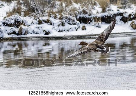 Greater white-fronted goose (Anser albifrons) taking off at Stevenson Park in winter; Olene, Oregon, United States of America View Large Photo Image Stock Photograph - Greater white-fronted goose (Anser albifrons) taking off at Stevenson Park in winter; Olene, Oregon, United States of America. Fotosearch