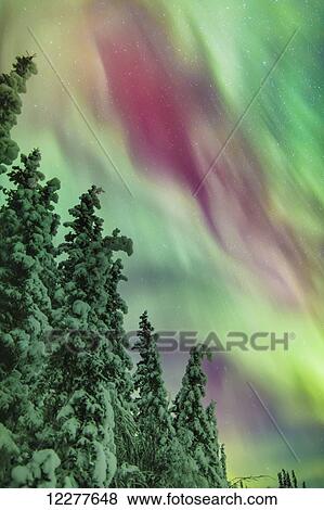 Green and red northern lights above snow covered spruce trees, Glennallen, Southcentral Alaska, USA, Winter View Large Photo Image Stock Photo - Green and red northern lights above snow covered spruce trees, Glennallen, Southcentral Alaska, USA, Winter. Fotosearch