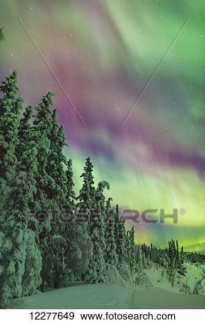 Green and red northern lights above snow covered spruce trees, Glennallen, Southcentral Alaska, USA, Winter View Large Photo Image Stock Photo - Green and red northern lights above snow covered spruce trees, Glennallen, Southcentral Alaska, USA, Winter. Fotosearch