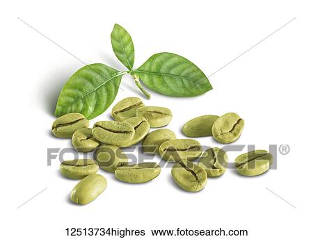Green coffee beans with a cluster of green leaves on a white background View Large Photo Image Stock Photograph - Green coffee beans with a cluster of green leaves on a white background. Fotosearch