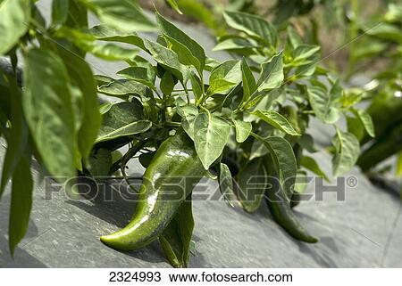 Green jalapeño pepper plants growing in Okanagan; Vernon, British Columbia, Canada View Large Photo Image Stock Image - Green jalapeño pepper plants growing in Okanagan; Vernon, British Columbia, Canada. Fotosearch