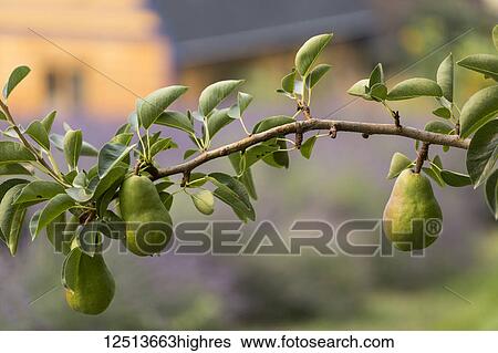 Stock Photograph - Green pears ripening on a branch with a lavender farm in the background; Naramata, British Columbia, Canada. Fotosearch