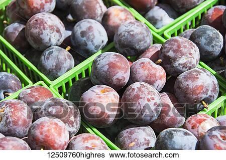 Stock Photograph - Green plastic baskets of freshly picked prunes are filling the image; Waupoose, Ontario, Canada. Fotosearch