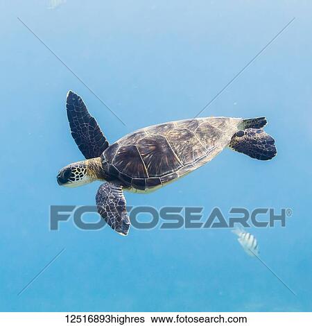 Green Sea Turtle (Chelonia mydas) diving after having breathed surface offshore of The Big Island; Island of Hawaii, Hawaii, United States of America View Large Photo Image Stock Photograph - Green Sea Turtle (Chelonia mydas) diving after having breathed surface offshore of The Big Island; Island of Hawaii, Hawaii, United States of America. Fotosearch