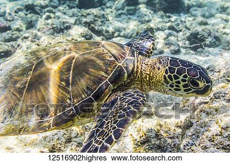 Stock Photograph - Green Sea Turtle (Chelonia mydas) searching for food was photographed while snorkelling along the Kona coast; Island of Hawaii, United States of America. Fotosearch