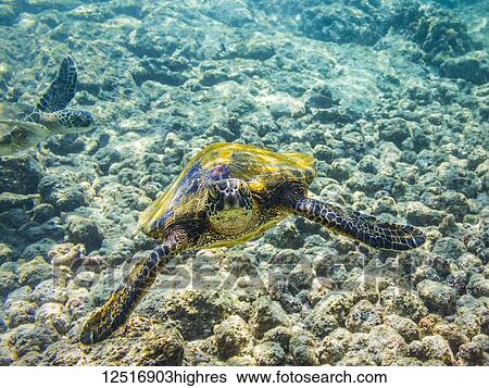 Stock Photograph - Green Sea Turtles (Chelonia mydas) searching for food, photographed while snorkelling along the Kona coast; Island of Hawaii, United States of America. Fotosearch