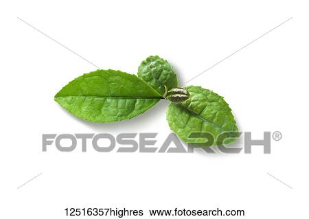 Green tea leaves on a white background View Large Photo Image Stock Photograph - Green tea leaves on a white background. Fotosearch