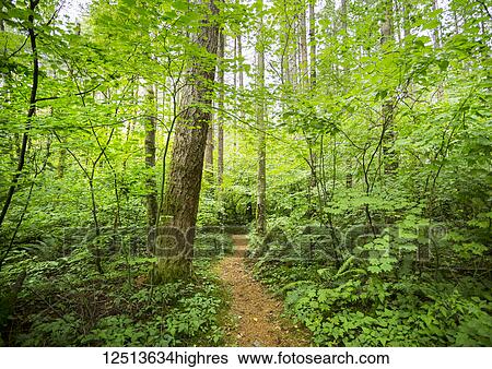 Green Timbers Forest; Surrey, British Columbia, Canada View Large Photo Image Stock Photograph - Green Timbers Forest; Surrey, British Columbia, Canada. Fotosearch