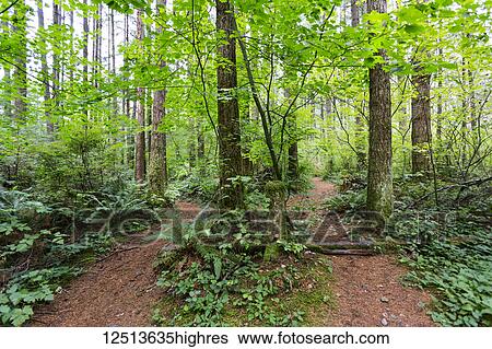 Green Timbers Forest with two trails leading in different directions; Surrey, British Columbia, Canada View Large Photo Image Stock Photograph - Green Timbers Forest with two trails leading in different directions; Surrey, British Columbia, Canada. Fotosearch