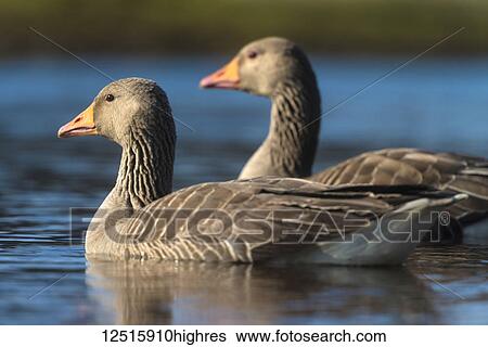 Stock Photograph - Greylag Geese (Anser anser) on the water; Iceland. Fotosearch
