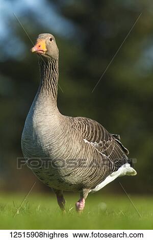 Greylag Goose (Anser anser); Iceland View Large Photo Image Stock Photograph - Greylag Goose (Anser anser); Iceland. Fotosearch