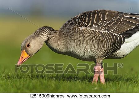 Stock Photograph - Greylag Goose (Anser anser); Iceland. Fotosearch