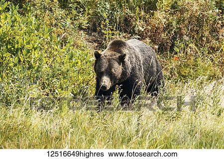 Stock Photograph - Grizzly bear (Ursus arctos horribilis) walking in grass, Yellowstone National Park; Wyoming, United States of America. Fotosearch