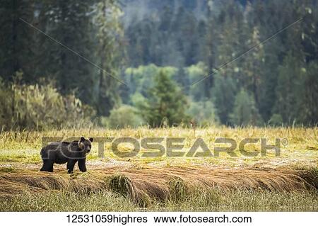 Stock Photograph - Grizzly bear (Ursus arctos horribilis) walking through the sedge grasses in the Great Bear Rainforest; Hartley Bay, British Columbia, Canada. Fotosearch