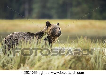 Stock Photograph - Grizzly bear (Ursus arctos horribilis) walking through the sedge grasses in the Great Bear Rainforest; Hartley Bay, British Columbia, Canada. Fotosearch