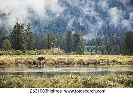 Stock Photograph - Grizzly bear (Ursus arctos horribilis) walking in the tidal area of the Great Bear Rainforest; Hartley Bay, British Columbia, Canada. Fotosearch
