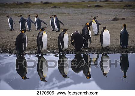 Stock Photograph - Group Of King Penguins Along Riverbank Reflecting In Calm Water South Georgia Island Antarctic Summer. Fotosearch