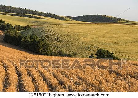 Growing and freshly harvested grain fields in mid-summer; Walla Walla, Washington, United States of America View Large Photo Image Stock Photograph - Growing and freshly harvested grain fields in mid-summer; Walla Walla, Washington, United States of America. Fotosearch