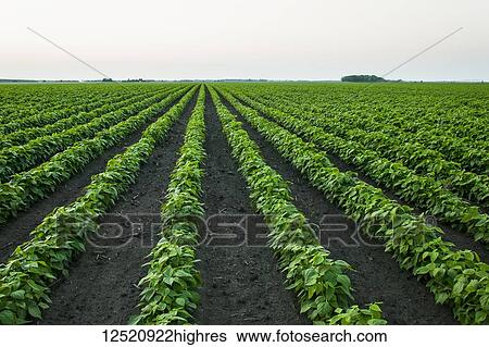 Growing soybean crop in a field; Minnesota, United States of America View Large Photo Image Stock Photograph - Growing soybean crop in a field; Minnesota, United States of America. Fotosearch