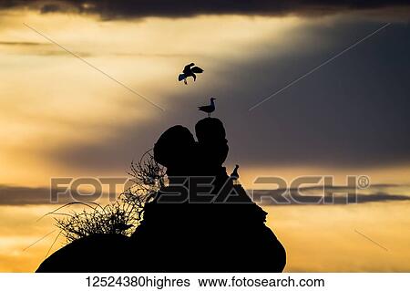 Stock Photograph - Gulls perched on a rock at sunset; Garibaldi, Oregon, United States of America. Fotosearch