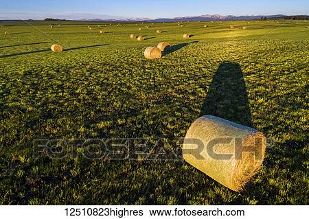 Stock Photograph - Hale bales at sunrise in a cut field with foothills and mountain range in the distance and blue sky, West of Calgary; Alberta, Canada. Fotosearch