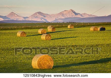 Stock Photograph - Hale bales in a cut field at sunrise with foothills and mountain range in the background and a blue sky, West of Calgary; Alberta, Canada. Fotosearch