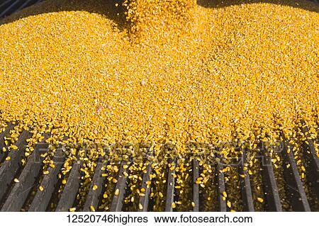 Stock Photograph - Harvested corn being bottom dumped from grain truck at county elevator; Rake, Iowa, United States of America. Fotosearch