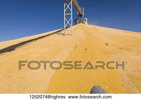 Stock Photograph - Harvested corn being stockpiled at grain elevator; Rake, Iowa, United States of America. Fotosearch