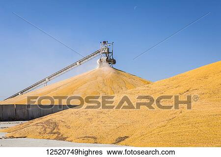 Stock Photograph - Harvested corn being stockpiled at grain elevator; Rake, Iowa, United States of America. Fotosearch