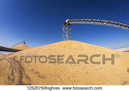 Harvested corn being stockpiled at grain elevator; Rake, Iowa, United States of America View Large Photo Image Stock Photograph - Harvested corn being stockpiled at grain elevator; Rake, Iowa, United States of America. Fotosearch