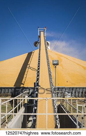 Stock Photograph - Harvested corn on conveyor belt to stockpile at grain elevator; Rake, Iowa, United States of America. Fotosearch