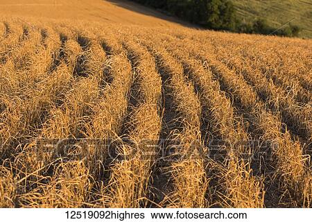 Stock Photograph - Harvested grain fields in mid-summer; Walla Walla, Washington, United States of America. Fotosearch