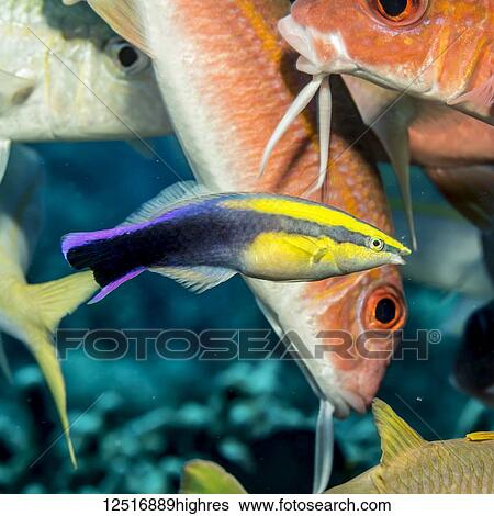 Hawaian Cleaner Wrasse (Labroides phthirophagus) by Yellowfin Goatfish (Mulloidichthys vanicolensis) waiting at a cleaning station off the Kona coast,; Island of Hawaii, Hawaii, United States of America View Large Photo Image Stock Photograph - Hawaian Cleaner Wrasse (Labroides phthirophagus) by Yellowfin Goatfish (Mulloidichthys vanicolensis) waiting at a cleaning station off the Kona coast,; Island of Hawaii, Hawaii, United States of America. Fotosearch