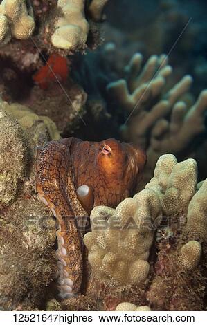 Hawaiian Day Octopus (Octopus cyanea) hiding in the reef; Maui, Hawaii, United States of America View Large Photo Image Stock Photograph - Hawaiian Day Octopus (Octopus cyanea) hiding in the reef; Maui, Hawaii, United States of America. Fotosearch