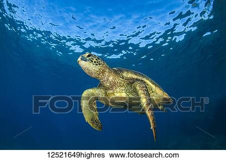 Hawaiian Green Sea Turtle (Chelonia mydas); Maui, Hawaii, United States of America View Large Photo Image Stock Photograph - Hawaiian Green Sea Turtle (Chelonia mydas); Maui, Hawaii, United States of America. Fotosearch