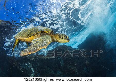 Hawaiian Green Sea Turtle (Chelonia mydas); Maui, Hawaii, United States of America View Large Photo Image Stock Photograph - Hawaiian Green Sea Turtle (Chelonia mydas); Maui, Hawaii, United States of America. Fotosearch