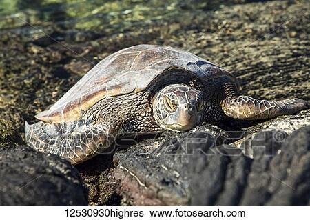 Stock Photograph - Hawaiian Green Sea Turtle (Chelonia mydas) resting on lava rocks at Kiholu Bay, South Kohala Coast; Island of Hawaii, Hawaii, United States of America. Fotosearch
